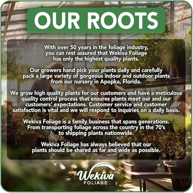 Red Cuban Banana Tree - 4 Live Starter Plants - Musa - Edible Fruit Bearing Tree for The Patio and Garden
