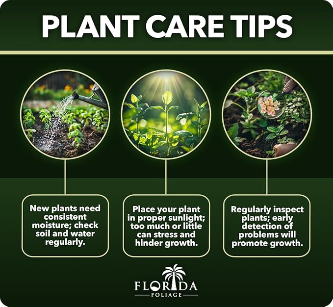 Asiatic Jasmine Minima | 1 Large Gallon Plant | Trachelospermum Asiaticum | Ground Cover, Fast Growing, Low Maintenance Evergreen, Cold Hardy, Drought Tolerant, Dense Growth, Landscaping