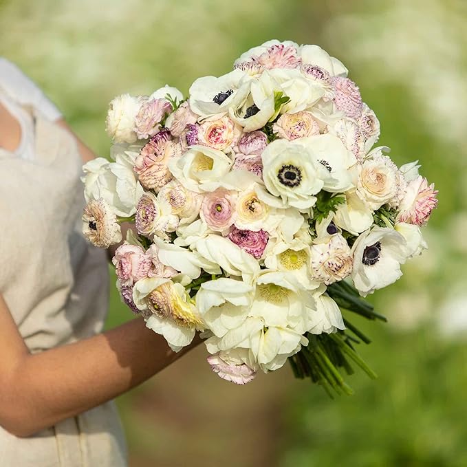 Eden Brothers Anemone & Ranunculus Bulbs - Alpine Mix
