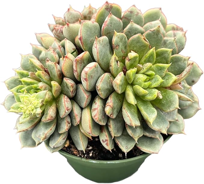 Live Succulents Echeveria 'Firework' (4-inch), Succulent Plants Fully Rooted in Pots with Soil, Easy-Care House Plant for DIY, Home Office Decor, Wedding Party Favor