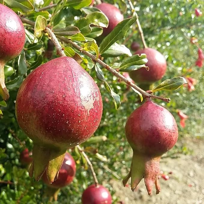 Live Dwarf Pomegranate Plant (Punica Granatum) - Compact, Ornamental Fruit Bearing Shrub, Indoor/Outdoor (4 pom-Dwarf Cups)