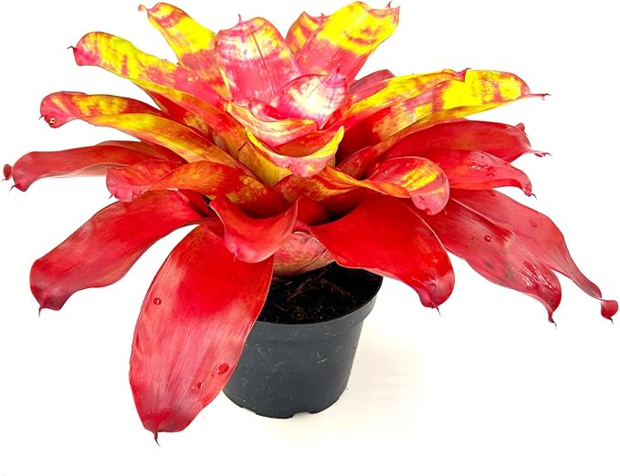 ragnaroc Live Plants – Bromeliad Neoregelia Golden Gate, 8-12" in 6" Pot - 1ct - Live Arrival Guaranteed - House Plants for Home Decor & Gift
