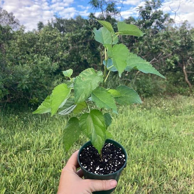 Everbearing Mulberry Tree - 5 Live Plants in 6 Inch Pots - Edible Fruit Tree for The Patio and Garden