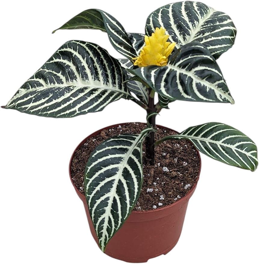 Snow White Zebra Plant, Live Aphelandra Exotic House Plant in 6 Inch Pot, Striped Dark Green and White Leaves with Yellow Flower
