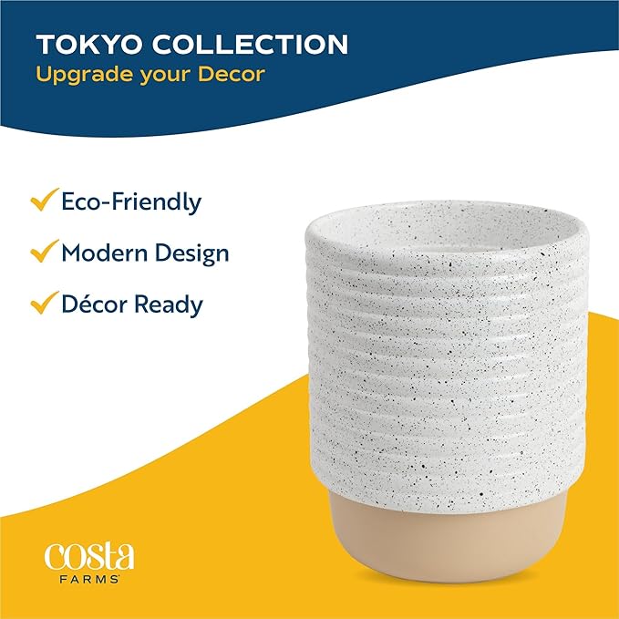 Costa Farms Money Tree Live Plant in Decorative Pot, Air Purifying, Braided Indoor Houseplant, Perfect for Home, Room, or Office Decor, Great House Warming or Birthday Gift, 12-16 Inches Tall