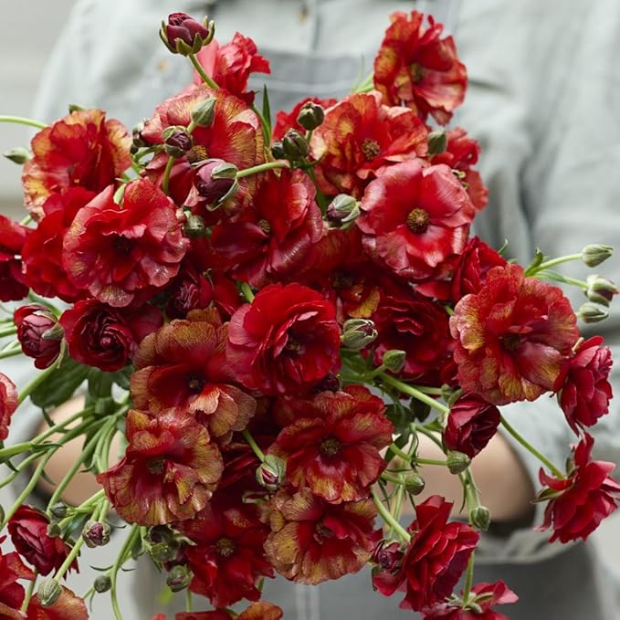 Eden Brothers Butterfly Ranunculus Bulbs - Hades®
