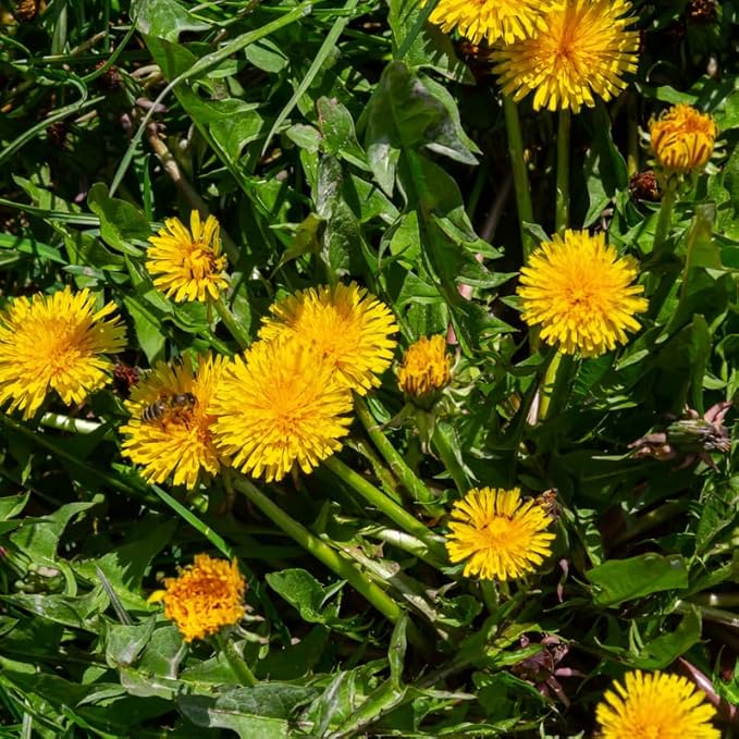 Dandelion Plants Live in 4 Inch Pot, Dandelion Plant, Dandelion Starter Plant for Outdoor Garden, Yellow Dandelion Plants
