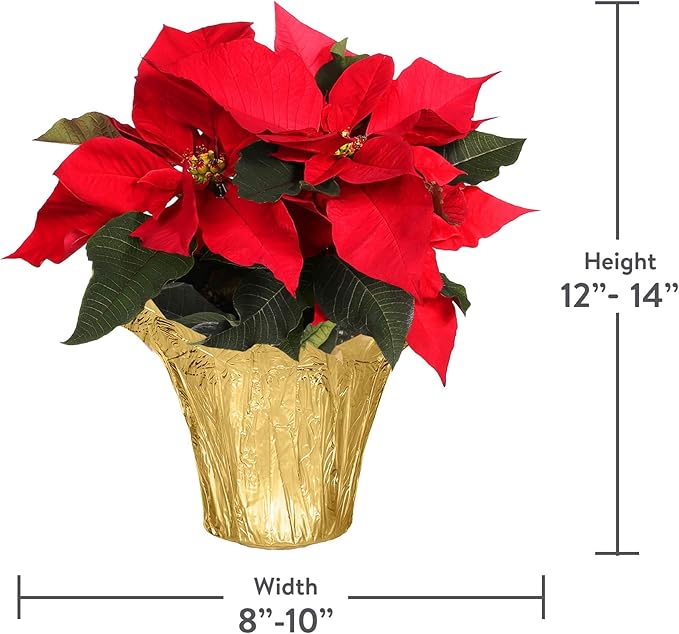 Green Circle Growers 4" Poinsettia Red in Gold Pot Cover, 12 Pack