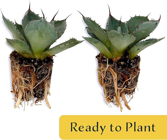 6 Agave Parryi | Live Succulents in 2.5-inch Nursery Cubes | Agave Parryi -truncata Variety | Easy-Care Drought-Tolerant Succulent | Featuring Striking Blue-Gray Compact Leaves for Xeriscapes and Home