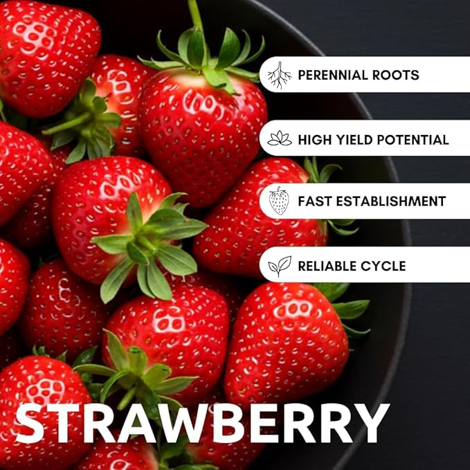 BigBloom Strawberry Plants - Grow Giant Strawberries - Bare Root Plants (30 Plants)