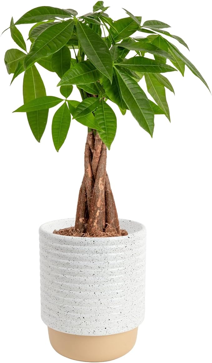 Costa Farms Money Tree Live Plant in Decorative Pot, Air Purifying, Braided Indoor Houseplant, Perfect for Home, Room, or Office Decor, Great House Warming or Birthday Gift, 12-16 Inches Tall