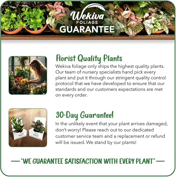 Nantahala Raspberry Bush - 3 Live Plants in 3 Inch Growers Pots - Rubus Linnaeus - Edible Fruit Bearing Bramble Shrub for The Patio and Garden