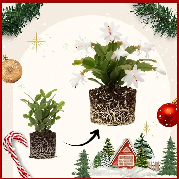 2 Christmas Cactus Plants Live, Starter Holiday Thanksgiving Cactus Plant for Indoor Outdoor Houseplants, Fasle Easter Cactus Plants Like, Cold Hardy, 5-9" in Tall, No Pot (White)