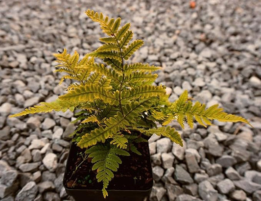 Greenwood Nursery: Live Perennial Plants - Autumn Brilliance Fern + Dryopteris Erythrosora - [Qty: 3X Pint Pots] - (Click for Other Available Plants/Quantities)