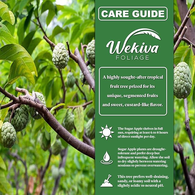 Sugar Apple Tree - Sweetsop - Live Plant in a 3 Gallon Growers Pot - Annona Squamosa - Beautiful Edible Fruit Bearing Tree for Patio and Garden