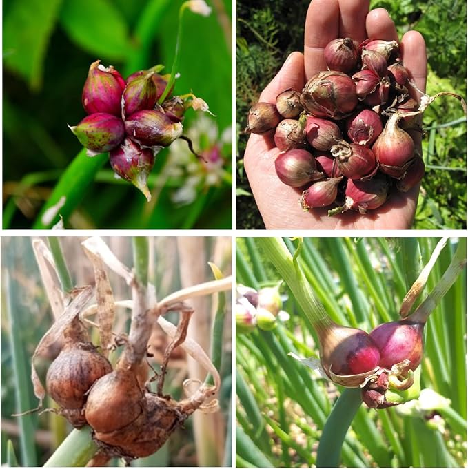 Set 40 of Egyptian Walking Onions Bulbs for Planting, Egyptian Walking Onions Topsets Bulbs for Planting Onion Bulbils, Perennial Fall Planting Gardening Indoor and Outdoor