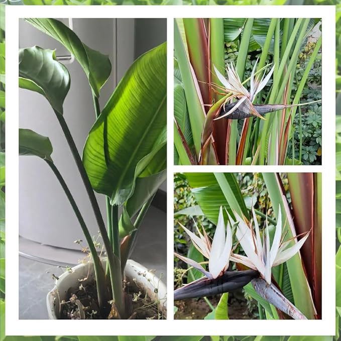 Bird of Paradise Plant Live, 5" to 12" Tall, Established Roots, Strelitzia Reginae Live Plant Houseplant Indoor Outdoor (Giant White)