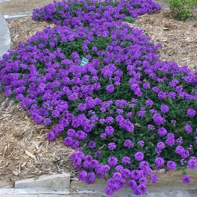 3 Trailing Perennial Purple Verbena Plants, 6-10 Inches Tall Verbena Bushes Shrubs, Well Rooted in Pot