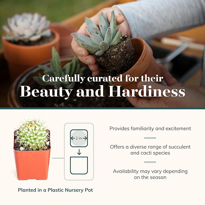 Shop Succulents Premium Live Mini Cactus and Succulent Plants in 2" Pots, Easy Care Indoor or Outdoor Gardening, Terrariums, Favors, & Contemporary Spaces with Hardy, Resilient Varieties, Pack of 5