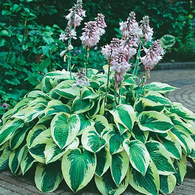 6 Mixed Color Hosta Plants for Growing - Growers Choice, Easy to Grow Hosta Rootstock (6 Plants)