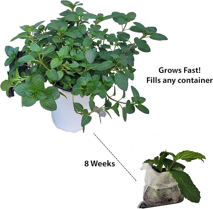 Generic Mojito Mint Plants. Live, Fragrant, Fresh, Edible. Easy Grow. Indoor/Outdoor. (2 mohito Mint Bags)