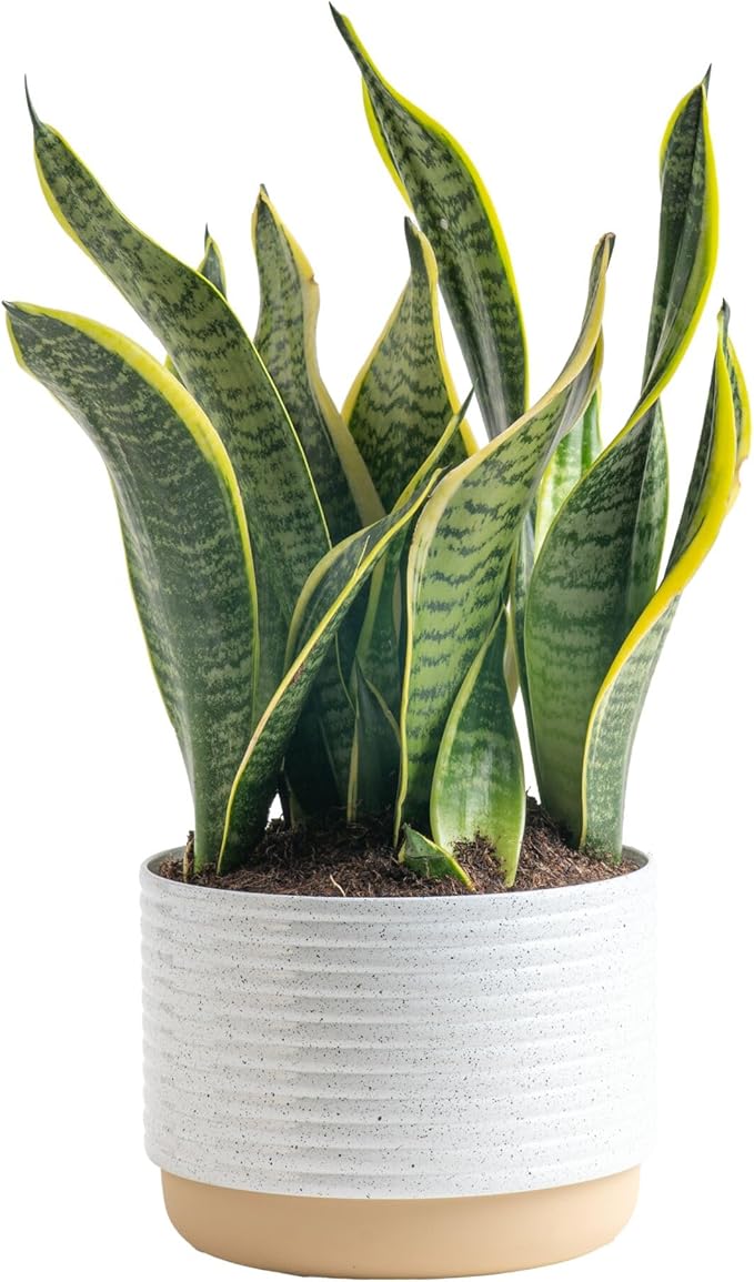 Costa Farms Snake, Sansevieria White-Natural Decor Planter Live Indoor Plant, 12-Inch Tall, Grower's Choice, Green, Yellow