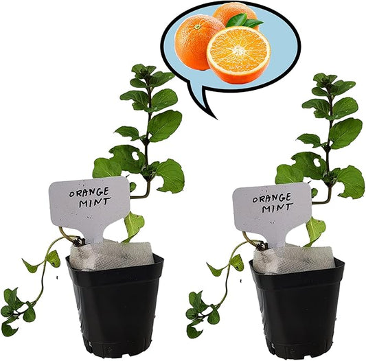 Orange Mint Plants. Share/Gift for Family and Friends. Live, Fragrant, Fresh, Edible. Easy Grow. Indoor/Outdoor. (2 Mint Cups)