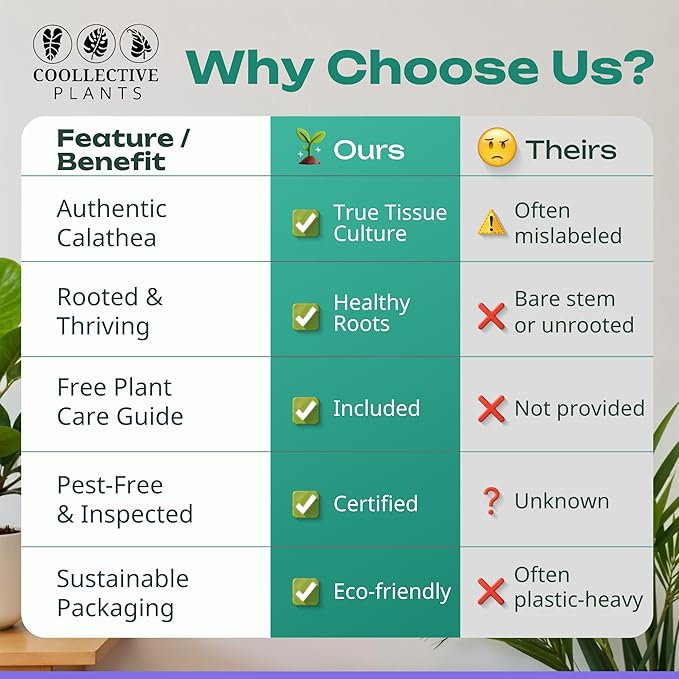 CoollectivePlants Calathea Plant Live in 4" Nursery Pot (4-Pack) – Assorted Easy Care Indoor Houseplants, Starter Plants for Beginners, Includes UniHeat Pack for Winter Protection