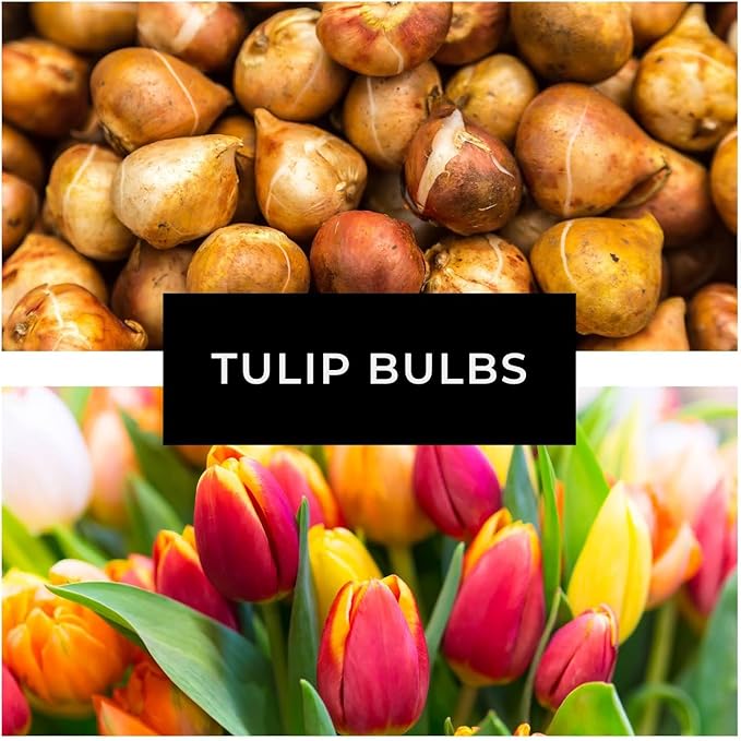 Purple and White Tulip Bulbs for Planting - Purple Flaming Flag Tulips, Perennial Blooms for Landscape Garden or Container Growing (50 Bulbs)