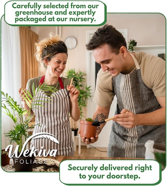 Florida Special Pineapple Plant - 3 Live Starter Plants - Ananas Comosus - Edible and Fruit Bearing for Patio and Garden