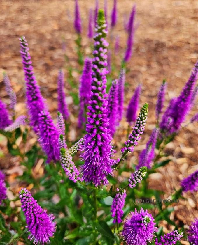 Greenwood Nursery: Live Perennial Plants - 'Very Van Gogh' Spiked Speedwell + Veronica Spicata - [Qty: 1x Pint Pot] - (Click for Other Available Plants/Quantities)