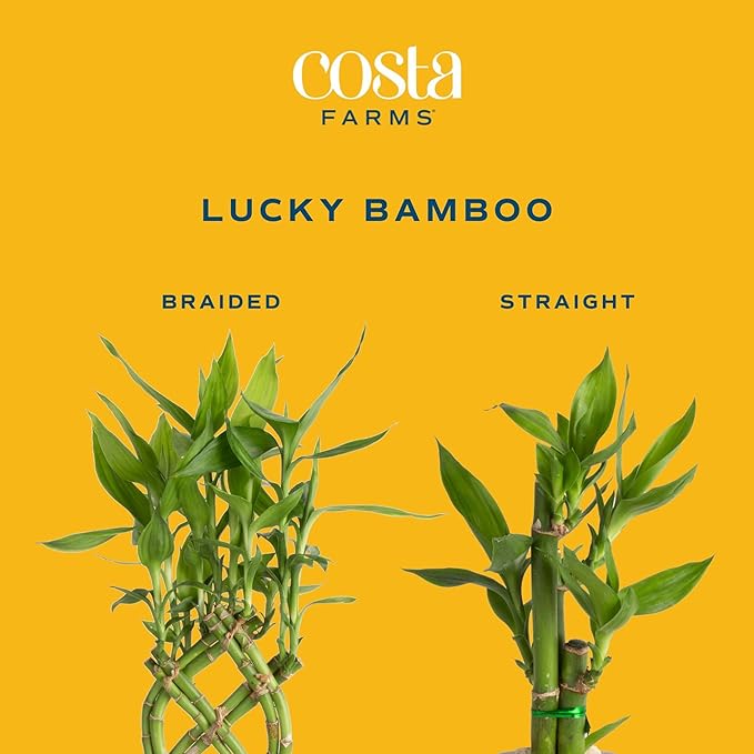 Costa Farms Lucky Bamboo Plant, Easy to Grow Live Houseplant in Indoor Bamboo Pot, Potting Mix, Grower's Choice, Birthday Gift, Home, Office, Plant Shelf Zen Room Decor, 12-Inches Tall