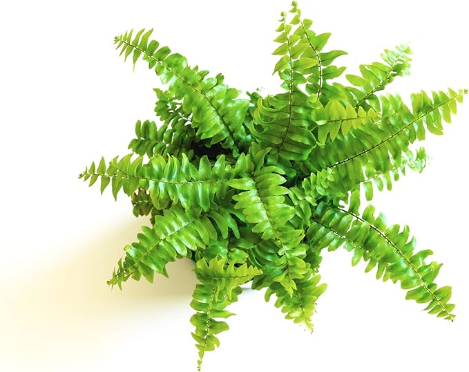 Hirt's Terrarium Kit with 3 Live Mini Ferns in 2" Pots