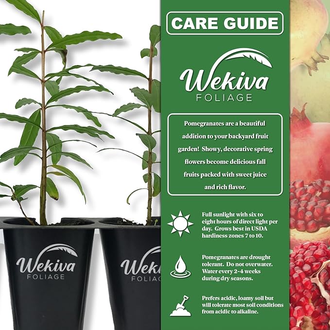 Pomegranate Tree Variety Pack - 3 Live Starter Plants - Growers Choice - Edible Fruit Bearing Tree for The Patio and Garden