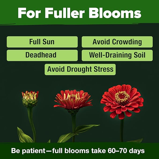HOME GROWN 𝗨𝗦𝗔 𝗣𝗥𝗘𝗠𝗜𝗨𝗠 Zinnia Dahlia Seeds Pack for 2026 – 524 𝗡𝗢𝗡-𝗚𝗠𝗢 Flower Seeds | Vibrant Zinnia Elegans for Pollinator Gardens, Borders & Containers | Easy-to-Grow Outdoor Blooms