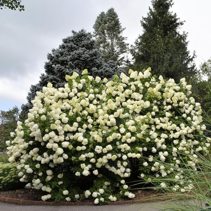 Hydrangea Plant Live, Lime Hydrangea Tree Live Plants, Dormant, 5 to 7 Inc Tall for Growing