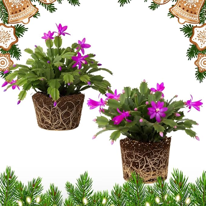 2 Purple Christmas Cactus Plants, Thanksgiving Cactus 3-6 Inch Tall, Winter Succulents Flowers Container Hanging Basket Indoor Outdoor Planting