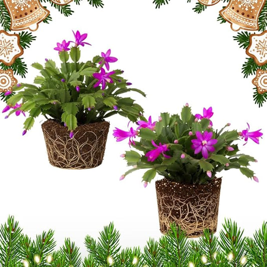 2 Purple Christmas Cactus Plants, Thanksgiving Cactus 3-6 Inch Tall, Winter Succulents Flowers Container Hanging Basket Indoor Outdoor Planting