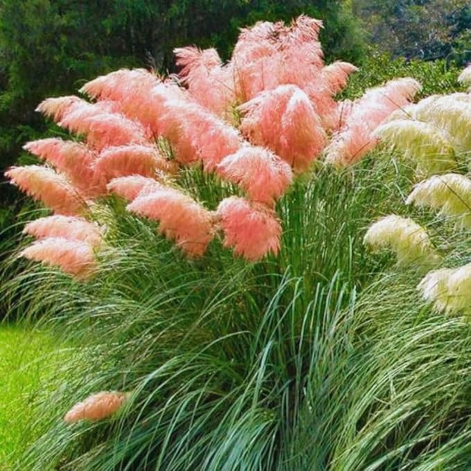 2 Pink Pampas Grass Plants Live, Ornamental Grasses Live Plants, 5 to 7 Inches Tall