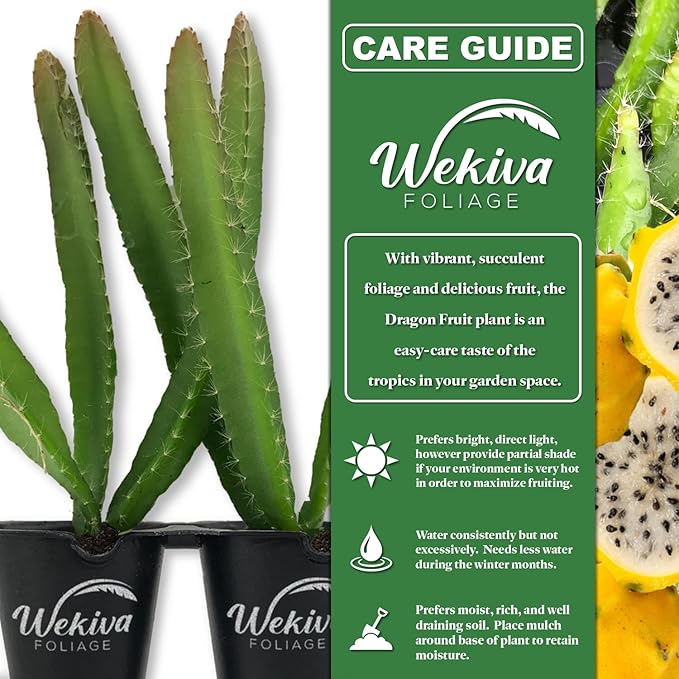 Yellow Dragon Fruit Tree - 4 Live Starter Plants - Selenicereus Megalanthus - Edible Tropical Fruit Plant from Florida