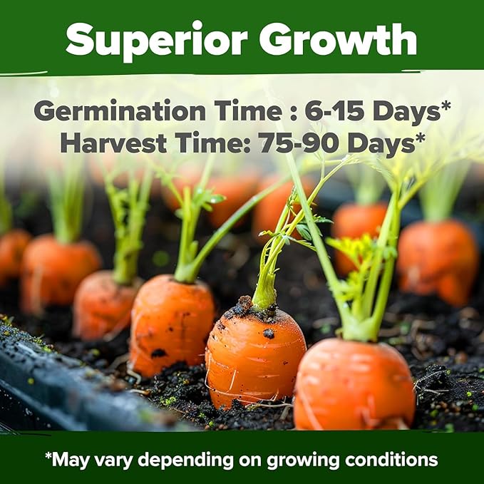 HOME GROWN Tendersweet Carrots Seeds 1 Pack - 3000 Non-GMO Heirloom Carrot Seeds for Planting Outdoors - High- (Daucus carota subsp. sativus)