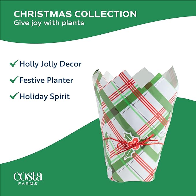 Costa Farms Norfolk Island Pine, Live Christmas Tree Plant in Holiday Gift Wrap Pot, Small Indoor Houseplant, Includes Ornaments, Home, Room, or Office Decor, Decoration, 10-14 Inches Tall