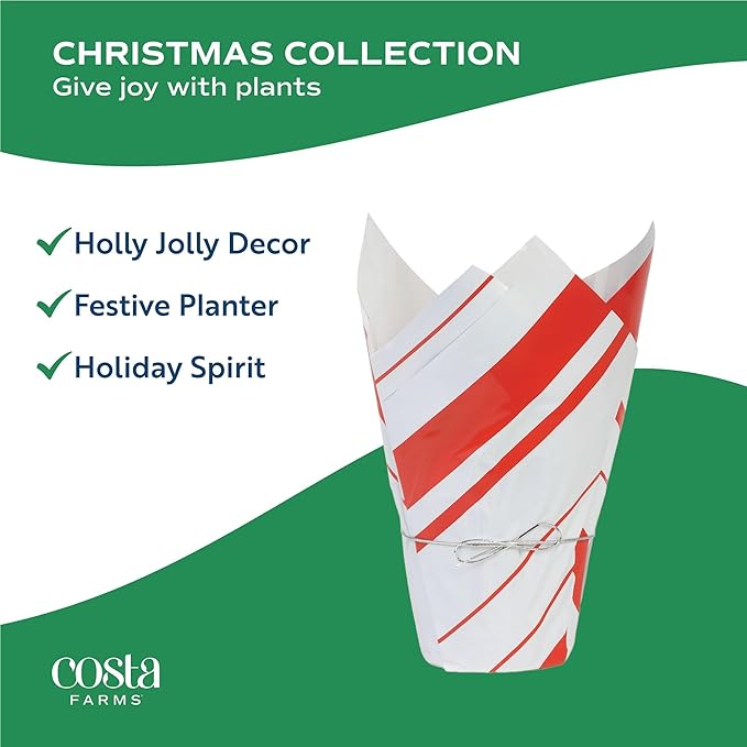 Costa Farms Norfolk Island Pine, Live Christmas Tree Plant in Holiday Gift Wrap Pot, Includes Ornaments and Topper, Indoor Houseplant, Room, or Office Decor, Great House Warming, 16-22 Inches Tall