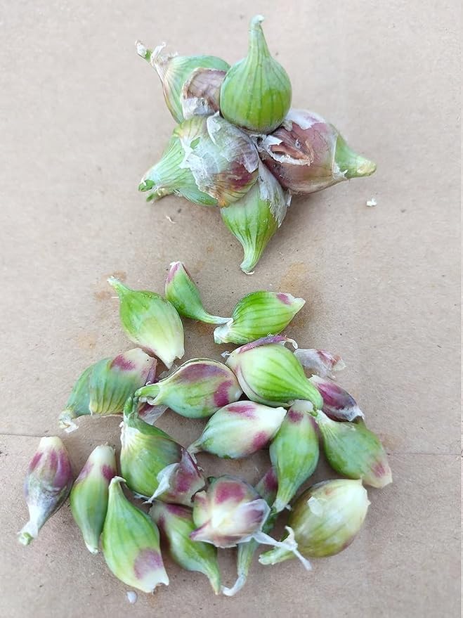 Set 30 Egyptian Walking Onions Bulbs, Large Egyptian Walking Onions Bulbs for Planting, Heirloom Onion Bulb for Planting Outdoors Garden, Perennial and Easy to Plant