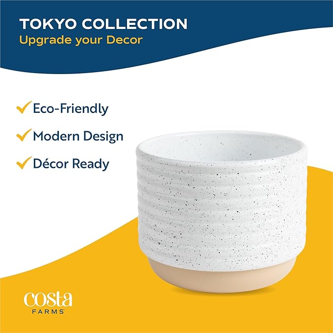 Costa Farms Live Indoor Plants in Decorative Pots, Easy to Maintain, Air Purifying Houseplants, Assorted Varieties, Room or Home Decor, House Warming Gift, 8-12 Inches Tall, Pack of 3