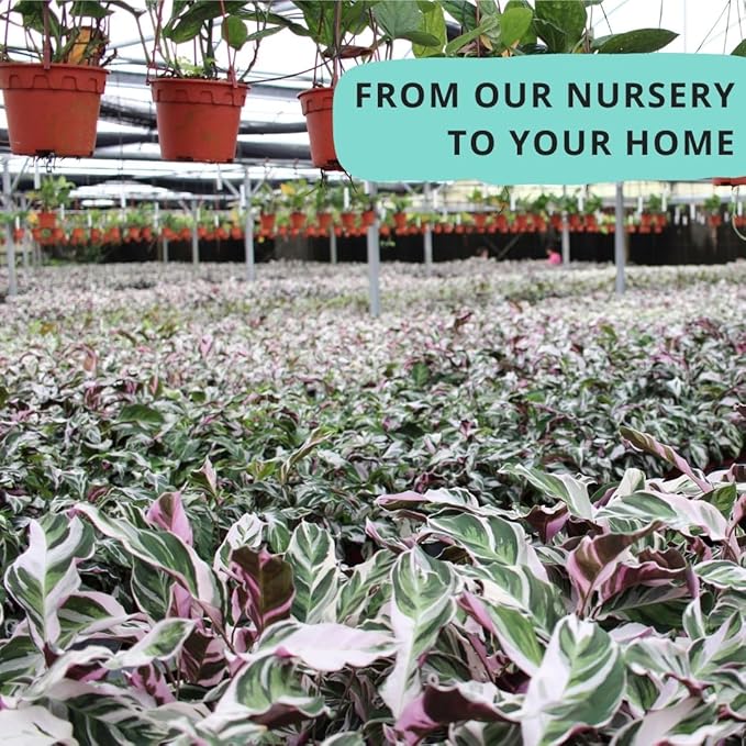 CoollectivePlants Calathea Stella - Live Calathea Plant in 6″ Growers Pot, Easy Indoor House Plants, Pet Friendly Plants Indoor, Low Maintenance Houseplant