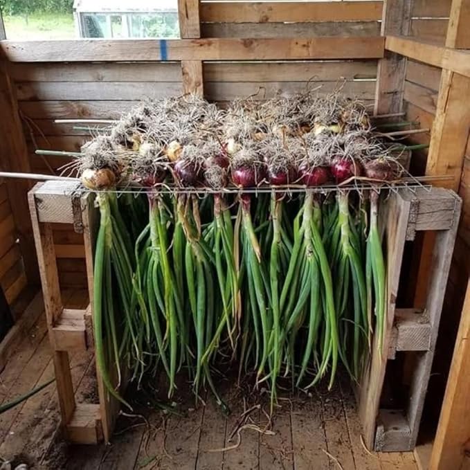 6 Walking Onion Bulbs for Planting, Easy-Grow Egyptian Onions, Big Onion Topset, Hardy Perennial Vegatable