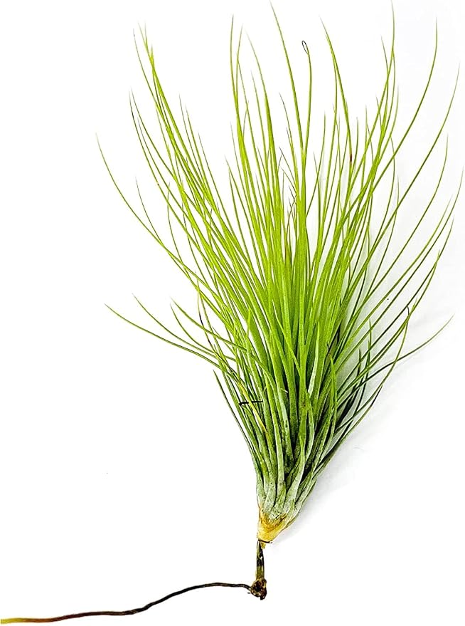 ragnaroc Air Plants - Tillandsia Andreana, Large 4-6" - 3ct - Live Arrival Gauranteed - House Plants for Home Decor & Gift