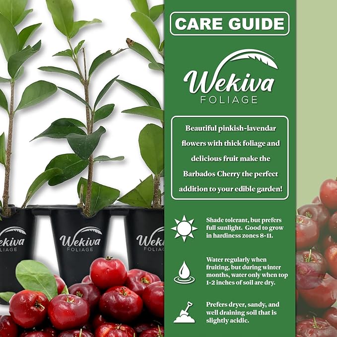 Barbados Cherry Tree - 2 Live Starter Plants - Malpighia Emarginata - Edible Fruit Bearing Tree for The Patio and Garden