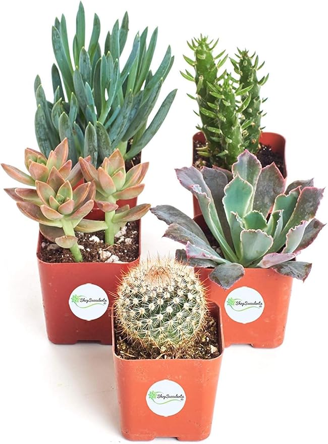 Shop Succulents Premium Live Mini Cactus and Succulent Plants in 2" Pots, Easy Care Indoor or Outdoor Gardening, Terrariums, Favors, & Contemporary Spaces with Hardy, Resilient Varieties, Pack of 5